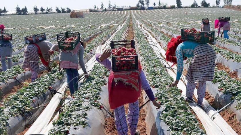 Morocco’s agri exports up 16% claims government report