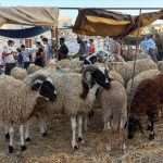 Tunisians facing much higher sheep prices because of drought