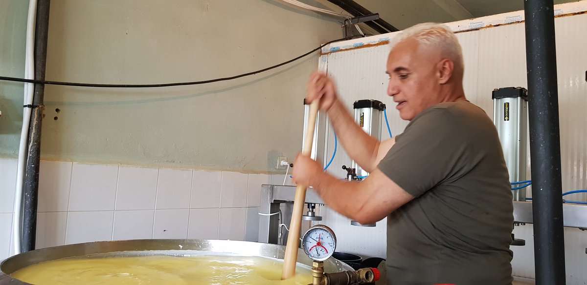 Algerian Businessman's Savings Flourish in Cheese