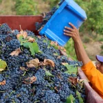 Heat and Crisis Impact Tunisia’s Wine Industry