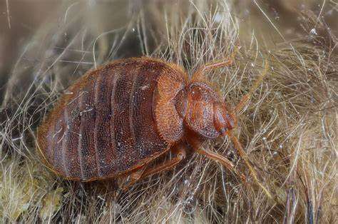 Morocco France bedbug crisis attracts laughter and concern