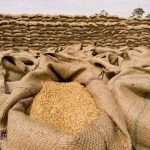 Morocco to extend wheat campaign in 2024