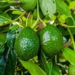 Avocado growing gives Moroccan farmers a wind in their sails