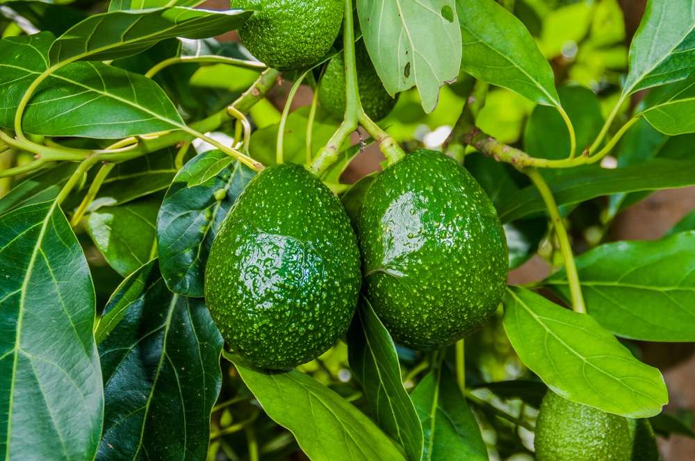 Avocado growing gives Moroccan farmers a wind in their sails