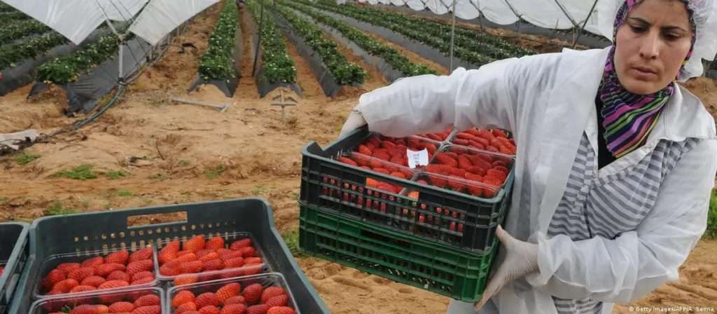 Spain: Popular Party raises alarm over Moroccan strawberries