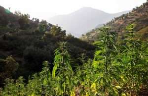 Cannabis Morocco