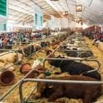 Agriculture fair kicks off in drought-stricken Morocco