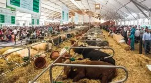 Agriculture fair kicks off in drought-stricken Morocco