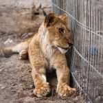 Lions left behind as Rafah Zoo evacuates