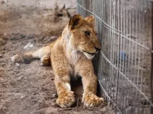 Lions left behind as Rafah Zoo evacuates