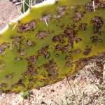 Tunisia: Prickly pear industry threatened by tiny insect 