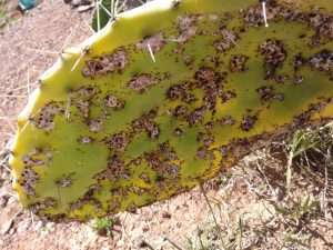 Tunisia: Prickly pear industry threatened by tiny insect 