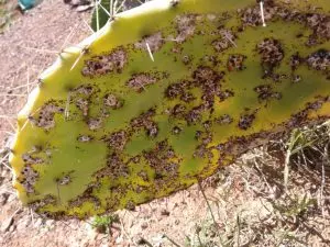 Tunisia: Prickly pear industry threatened by tiny insect 
