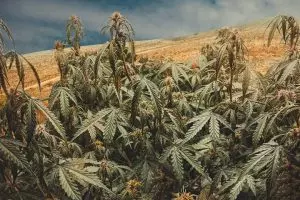 Morocco: Cannabis sector booming with drought-resilient seed