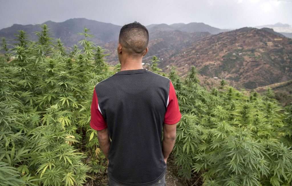 Morocco: nearly 5,000 cannabis farming convicts pardoned