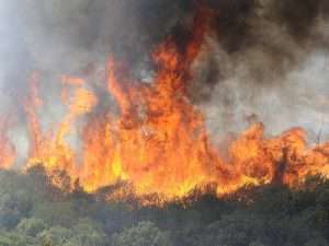 Bejaïa forest in Algeria burns again as wildfires break out