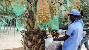 Libya: Farmer’s radical experiment with top dates pays off