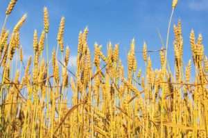 Egyptian military agency takes over wheat buying