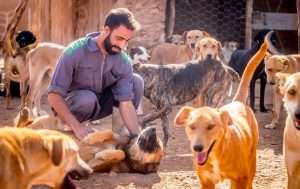 Morocco slammed for stray dog killing by conservationist