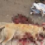 Morocco: Three million dogs to die in world cup “cleanup”