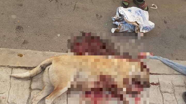 Morocco: Three million dogs to die in world cup “cleanup”?