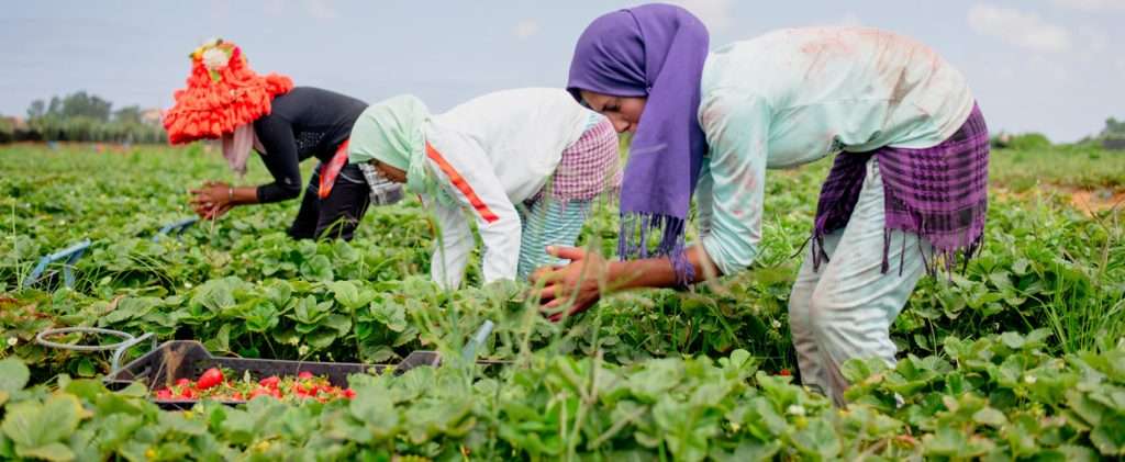 Women suffer in Morocco’s agriculture sector amid outsourcing