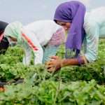 Women suffer in Morocco’s agriculture sector amid outsourcing