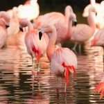 Ten endangered flamingos rescued from Tunisian smugglers