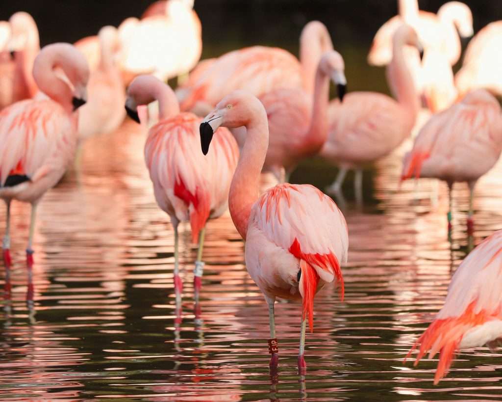 Ten endangered flamingos rescued from Tunisian smugglers