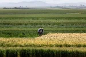 Morocco’s drought generates fears of crop failure