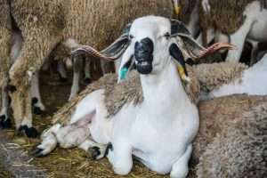 Morocco: Livestock numbers have dropped by 38% amid drought