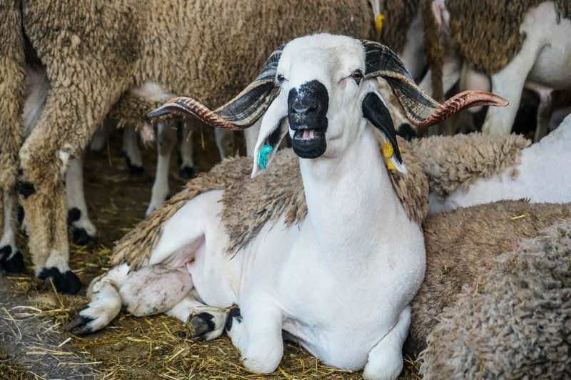 Morocco: Livestock numbers have dropped by 38% amid drought