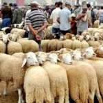 Algeria: 1 million sheep import plan for Eid al-Adha