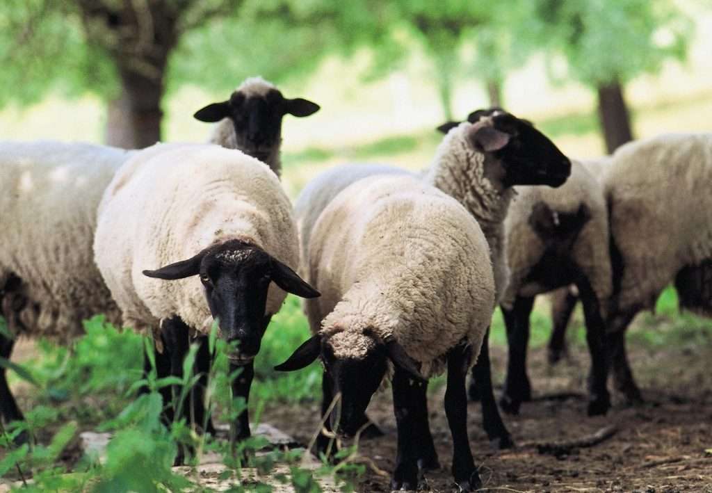 Slaughter of female sheep banned for a year in Morocco