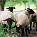 Slaughter of female sheep banned for a year in Morocco