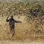 Desert locusts found in Tunisia’s Tataouine