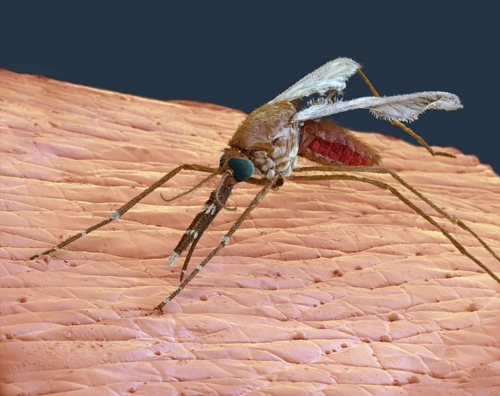 Genetically modified mosquitoes to curb malaria transmission