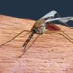 Genetically modified mosquitoes to curb malaria transmission