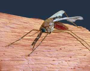 Genetically modified mosquitoes to curb malaria transmission