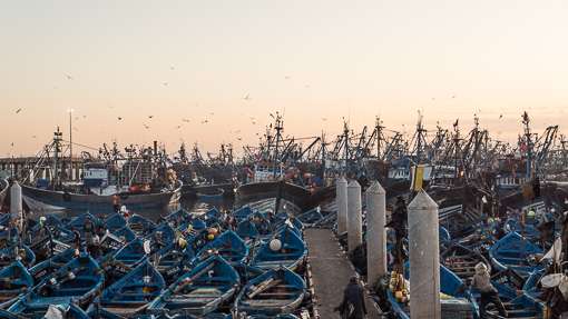 Morocco’s fishing industry booms but locals continue to struggle Morocco’s fishing industry booms but locals continue to struggle