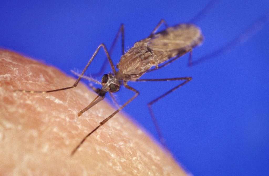 Mosquitoes genetically engineered to be Malaria resistant