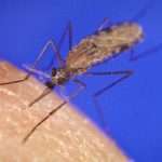 Mosquitoes genetically engineered to be Malaria resistant