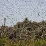 Desert locust hotspot found in Libya’s Sirte