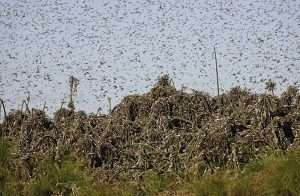 Desert locust hotspot found in Libya’s Sirte