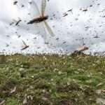 Tunisia faces potential locust invasion