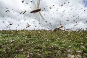 Tunisia faces potential locust invasion