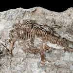 Morocco: Dinosaur fossil found classed as ‘oldest’