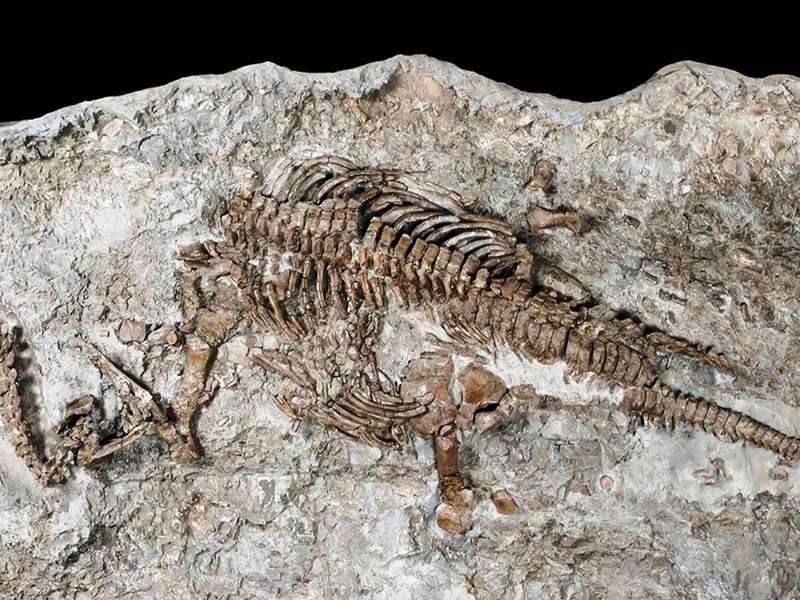 Morocco: Dinosaur fossil found classed as ‘oldest’