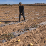 Rainfall boosts Morocco’s dam fill rate to 49.44%