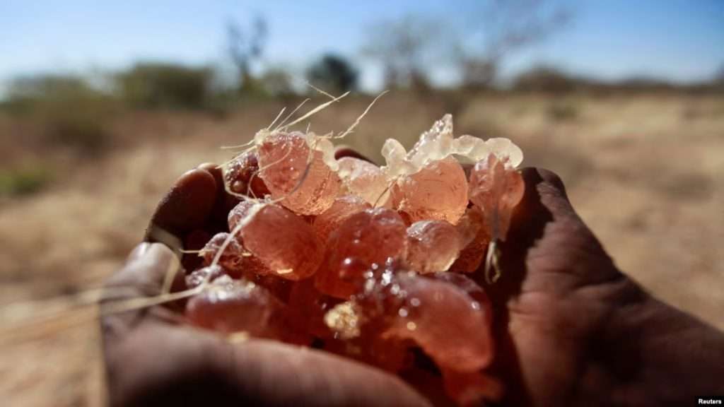 Sudan’s rebel forces hijack key ingredient in coke and candy Sudan’s rebel forces hijack key ingredient in coke and candy